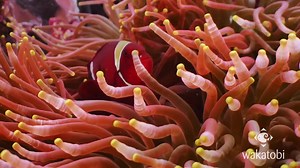 TO PROTECT AND CLEAN. Anemones and clownish create one of the ocean's best-known pairings. And for a spine-cheeked anemonefish (aka maroon clownfish) the only partner that will do is a bulb-tentacle sea anemone. While living among the protective tentacles of its host, this bright-red anemonefish not only performs custodial duties by nibbling on debris and parasites, it also chases away butterflyfish that enjoy snacking on anemone tentacles. Watch one of these colorful characters at work in the w