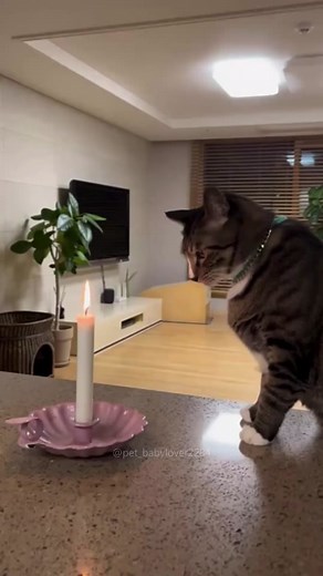 Cat vs Fire🔥😼 #cat #cats #cutecat #catlover #catsoftiktok #fyp #fypシ #funny #funnycat #foryou #foryoupage #funnyvideos #funnyanimals #funnytiktok #kitty