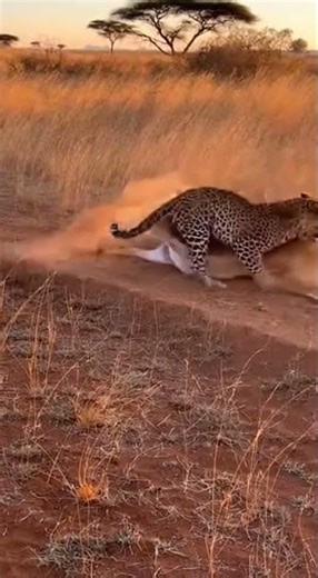 Ultimate Predator: Leopard Takes Down Impala at Point-Blank Range