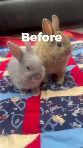 Bunny Transformation/ Before & After 🐇🐇