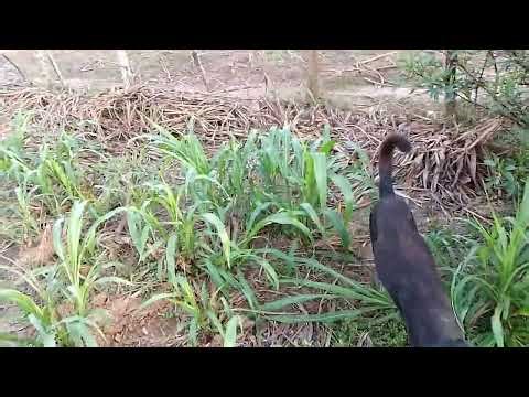 Banco forrajero parte 4: Botón de oro (Tithonia diversifolia)