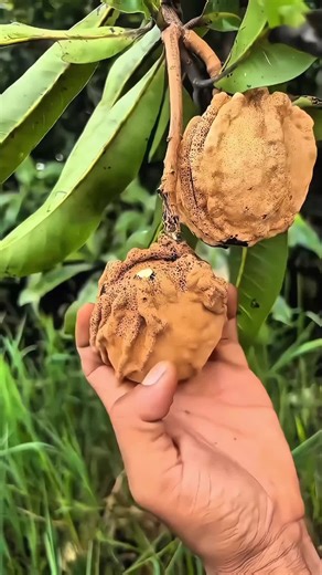 amazing 😍 fruit cutting ✂️ #fruits #fruitsbasket #fruitcutting