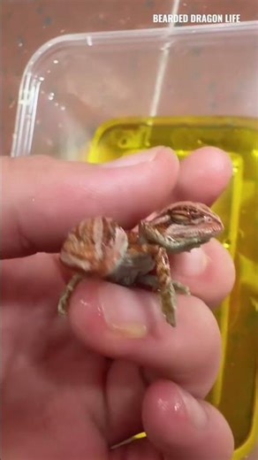 Baby Bearded Dragon Born With Two Heads #reptiles #beardeddragon #iguana #lizard