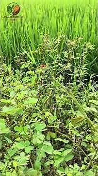 Inside the Life of a Grasshopper Nature Documentary Style Animal Kingdom Tales world