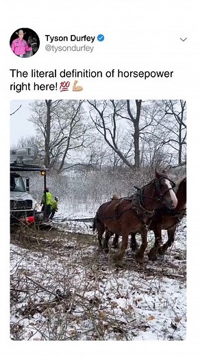 38K views · 10K reactions | And no it's not animal abuse, save yourself those comments and keep on scrolling.  These animals are bred to be work horses, it's in their DNA to work hard. What this IS, is a powerful example of these amazing animals and what they can do!!  Horse power all the way! | Tyson Durfey | Facebook