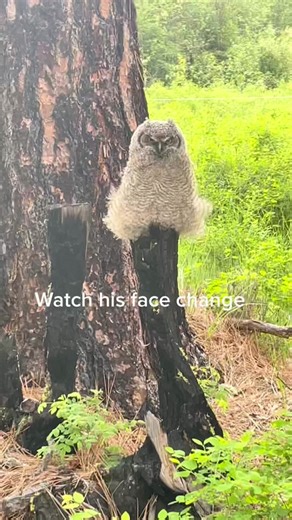 Adorable Owl Changing Face Reactions in Montana Wildlife