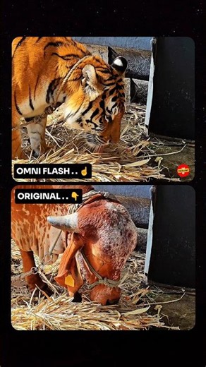 Google Flow Omni Flash Replaced My Cow With a Tiger (Insane Result) 🐯