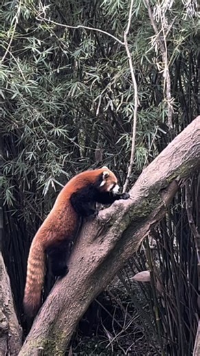10K views · 251 reactions | At the Chengdu Research Base of Giant #Panda Breeding, playful red pandas steal the spotlight as nimble "treetop athletes." Darting and balancing on lush branches with tails as counterweights, they showcase gymnastic agility, mirroring the vibrant energy of #Chengdu, the host city of the 2025 World Games. #TWG2025 #GameonChengdu #ChinaTravel #ChinaTour | China Plus Culture | Facebook