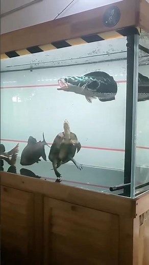 Channa micropeltes, giant snakehead, giant mudfish 😍