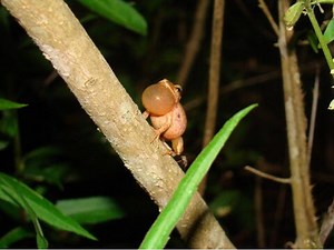 Spring Peepers, Wood Frogs, and a Spring Serenade