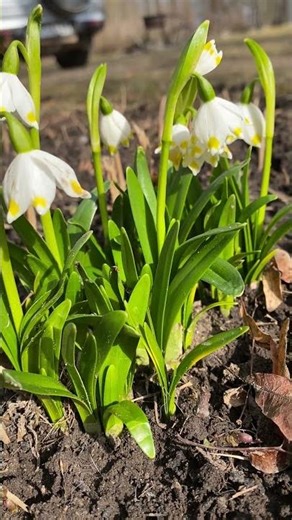 The first spring flowers
