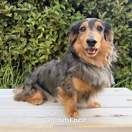 『かもめが翔んだ日』渡辺真知子🎶 #歌う犬 #ダックス #ダックスフンド #懐かしい #昭和歌謡