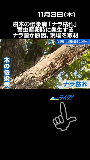 広島県内では15年ほど前から害虫の大量発生で木が枯れてしまうナラ枯れが蔓延しています。なぜ、根本的な解決が難しいのか対策に追われる現場を「ツイセキ」しました。#ナラ枯れ #害虫カシノナガキクイムシ #ナラ菌 #tiktokでニュース