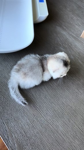 Adorable 12.5 oz Munchkin Kitten Compilation