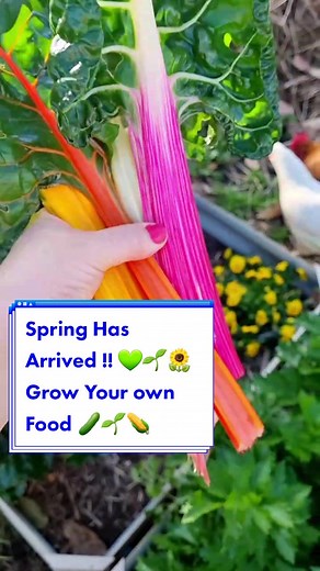 Spring Garden Tour: Growing Your Own Food in Australia