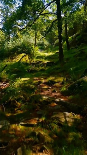 Relax - Walking Through a Sunlit Path with Birds Sounds in the Forest 🌿🐦 #shorts