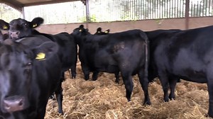Aberdeen-Angus Cattle Society on Reels