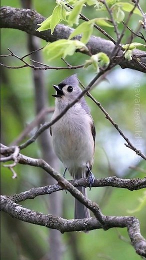 Tufted Titmouse Calling Sounds!