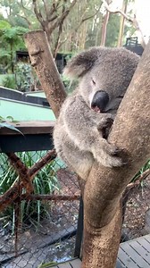 233K views · 15K reactions |   Caught in a moment of adorable slumber! Watch as this cuddly koala enjoys a peaceful nap. ️: australianreptilepark #koala #australia #aussielife #nature #seeaustralia #animals | Aussie Life | Facebook