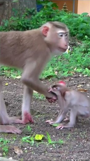 Life of Monkeys: The bustling daily life of a mother monkey and her baby.