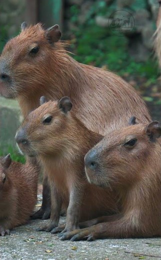 “Capybara Facts The Chillest Animal on Earth!” #shorts #shortvideo