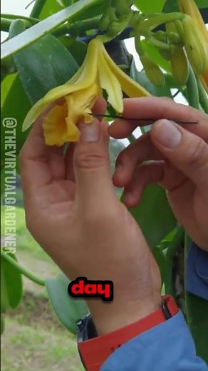 Where Vanilla Really Comes From 🌱