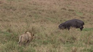 A male lion solo hunting and takes down a hippo in the Maasai Mara, Kenya, Africa