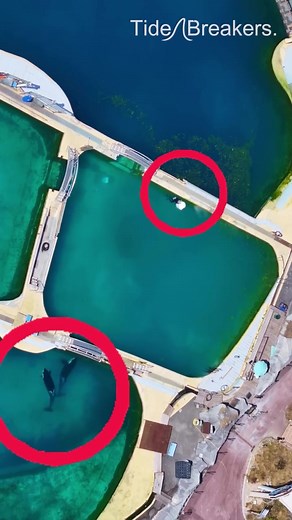 Urgent Update on Orca Conditions at Marineland Antibes