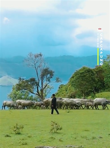 Ternak Kerbau Umbaran: Perawatan Sehari-hari dan Aspek Kesehatan