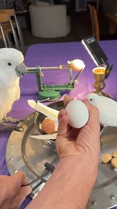 23K views · 27 reactions | Professional egg hatching #eggs #birds #pet | Jason the Great | Facebook