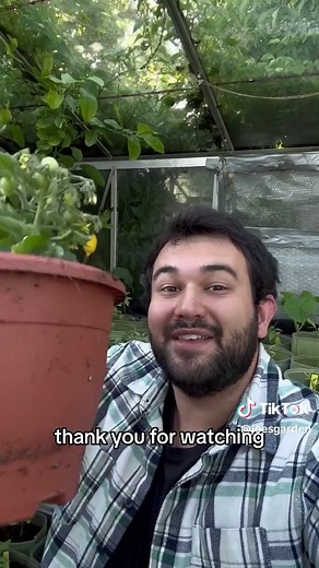 Today we are back and I am showing you my quick tip on watering potted plants, to make sure the roots of your plants are actually getting a drink. This technique is really effective and is often used in commercial growing. However, I dont normally water one plant at a time in a plastic bowl, that was for the camera so you can see whats happening. The most effective way to do this is to grab a large tray, fill it up with water, and place three or four pots on there at a time. Obviously, you can w
