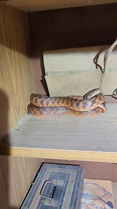 Two Brown Tree Snakes inside Loungerooms! We got called out to back to back jobs the other night for brown coloured snakes on the move in peoples loungerooms late at night. The first one was at a ladies home in Palmwoods where the Brown Tree Snake was hiding inside a cupboard. The second job at midnight was at a home in Buderim where the snake was under a bookshelf. We are available 24/7 across the Sunshine Coast, Noosa and Moreton Bay areas. | Sunshine Coast Snake Catchers 24/7