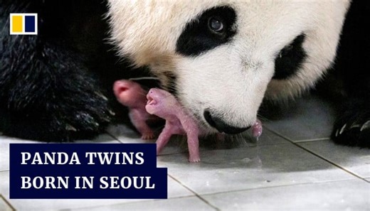 South Korea welcomes its first locally born panda twins