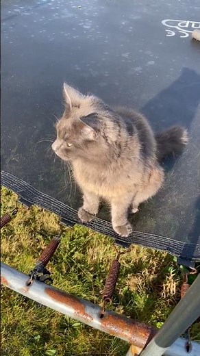 The cutest cat conversation ever no filter