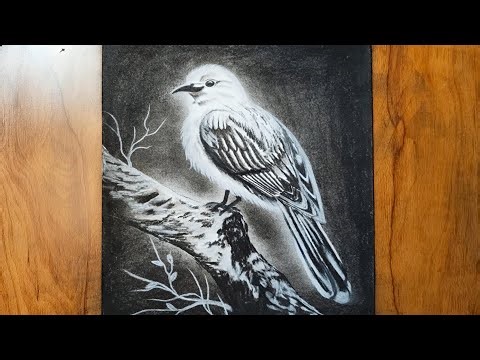 Beautiful bird pencil sketch/ how to draw bird