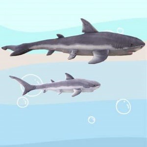 Characteristics of Sharks: Food, Habitat, Types and more ▷➡️ Postposmo