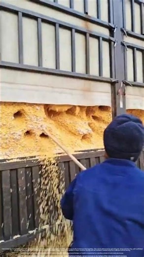 Corn caked hard in the truck bed #automobile #bamboo1 #machine #bambooacademy #farmingtraditions