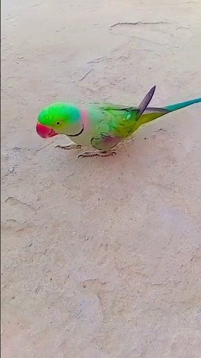 Mithu voice #parrot #talkingparot #talkingparrot #birds 🦜🦜🦜🦜🦜🦜🦜🦜🦜