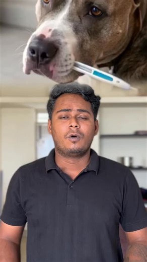 Tick fever symptoms 﫩裸| #tickfever #tickfeverawareness #tickfevertreatment #tickfeverrecovery | Amg Pets Paradise | Facebook