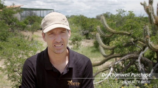 💙 "A Parrot's Ark" 🦜 - is an excellent documentary about our work. Today we want to present this great film about our work at ACTP once again. The release of the Spix's Macaws a few days ago is currently so present in media. This documentary points out how much work our team has already successfully mastered and how much is still ahead. We're looking forward to every single moment of it! We wish you a nice day! *** *** *** 💙 "Eine Arche für Papageien" 🦜 – eine großartige Dokumentation über u