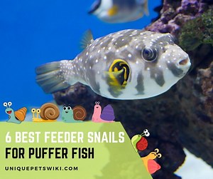 6 Best Feeder Snails For Puffer Fish