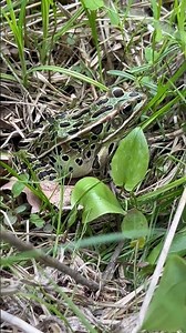 Song of the Leopard Frog