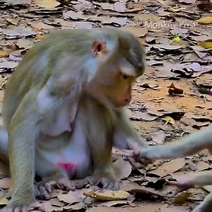 179K views · 5K reactions | Million sad! Mom Libby so angry to Baby Monkey Leo and beat, mistreated on the ground crying serious...! | Monkey Post | Facebook