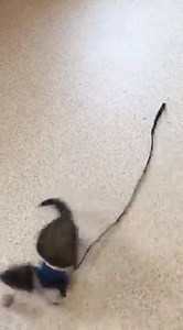 Meet Marlen!! He's a very sweet, FUN, and funny ferret!! He'd love to entertain you! Do you have space in your heart and home for him? | Central Vermont Humane Society