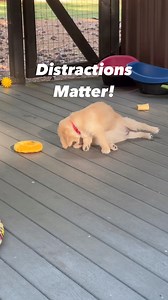 🤔🤔Think of how distracting our lives are and how hard it must be for a puppy. he knit is hard for our kids and us with all the technology of our phones or computers. ➡️We are not being fair to our puppy if we expect them to do as we ask when their environment is full of distractions. ✅Here are some tips to keep in your mind as you work with your puppy. 1️⃣. When working on something specific small spaces are better. Instead of working in the center of your living room go to a smaller area or c