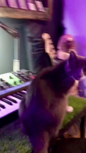 3.2M views · 101K reactions | Musical geniuses come in many forms  | Cats On Synthesizers In Space | Facebook