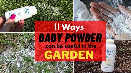 11 Effective Baby Powder Uses And Hacks In The Garden