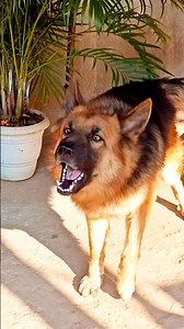 angry german shepherd dog barking sound agressive dog bark #puppy #cute #angry #viral #trending