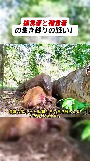 A battle for survival between predators and prey! #nature #ecosystem #animalwatching #documentary...