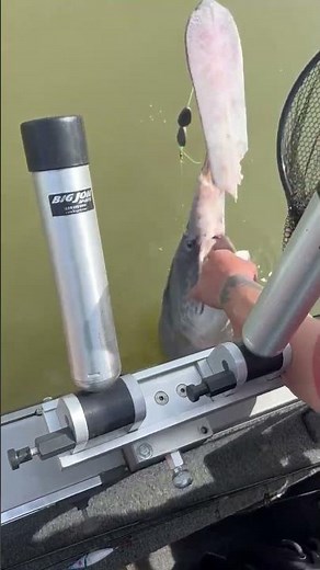Big spoonbill paddlefish bit or cut in half on Ohio river. Bull shark?